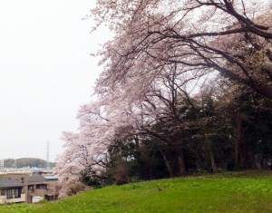 気象庁の満開予想は4/2（日）、日吉・綱島・高田の「桜」スポットを紹介